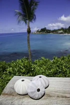 Ocean View Chalet