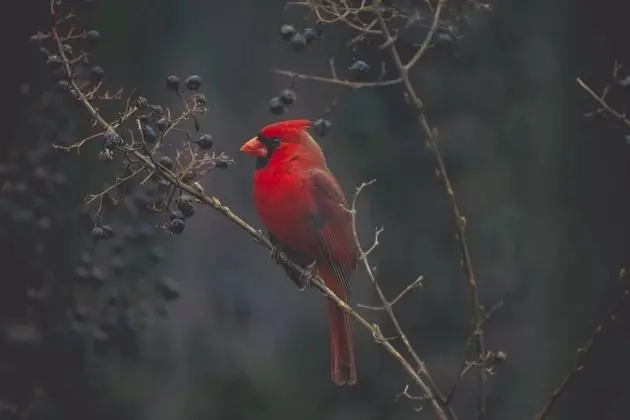 Ev (Cardinals Perch)
