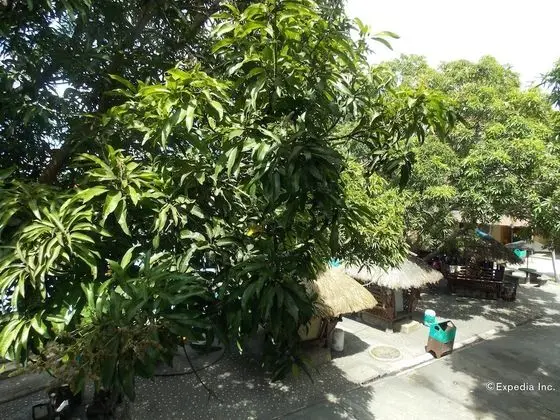 Süit (Caribbean)