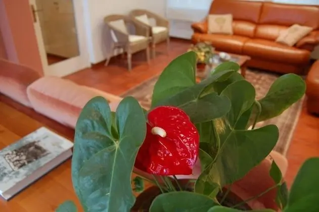 Ev, 5 Yatak Odası, Kişiye Özel Havuzlu