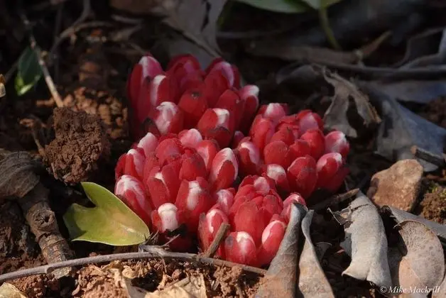 Oda, 1 Yatak Odası, Mikrodalga