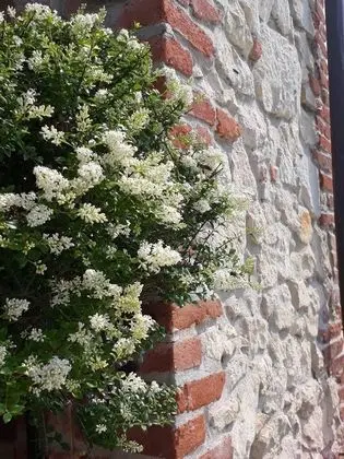 Classic Dört Kişilik Oda, Veranda, Bahçe Manzaralı