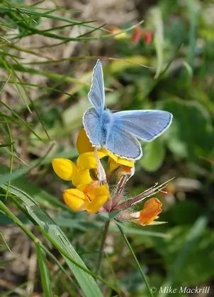 Oda, 1 Yatak Odası, Mikrodalga