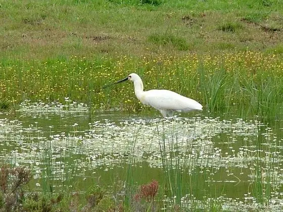Oda, 1 Yatak Odası, Mikrodalga
