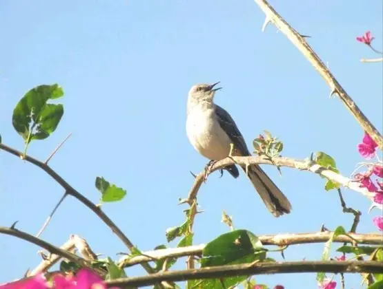 Ev, 2 Yatak Odası, Şömine