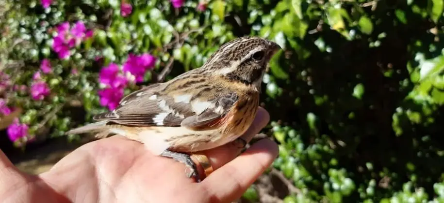 Ev, 2 Yatak Odası, Şömine