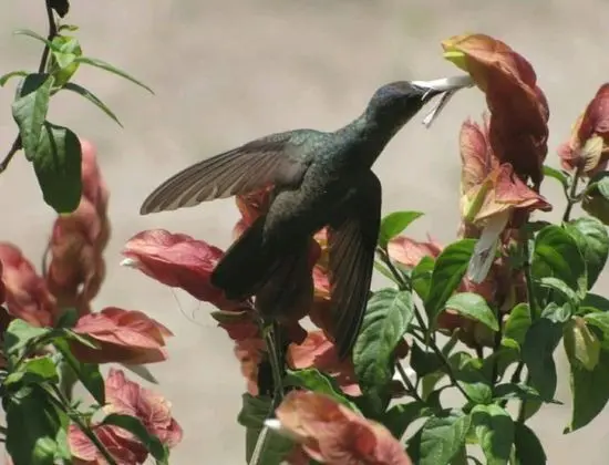 Ev, 2 Yatak Odası, Şömine