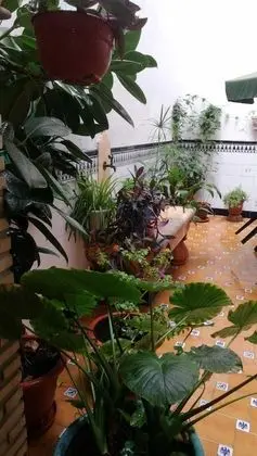 Family Üç Kişilik Oda, Avlu Manzaralı