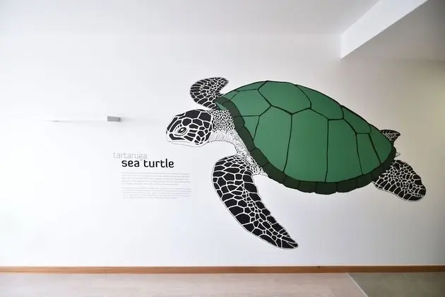 Tek Büyük Yataklı Oda, 1 Çift Kişilik Yatak, Özel Banyo, Deniz Manzaralı (Sea Turtle)