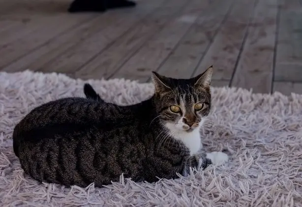 Superior Apart Daire