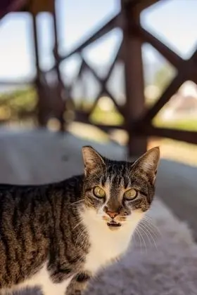 Superior Apart Daire