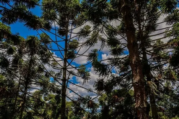 Romantic Tek Büyük Yataklı Oda