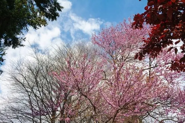 Apart Daire, 1 Yatak Odası, Balkon