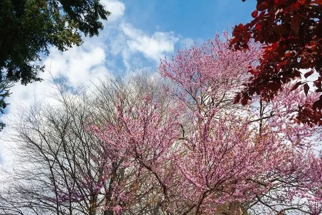 Apart Daire, 1 Yatak Odası, Mikrodalga