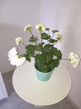 Üç Kişilik Oda, Balkon
