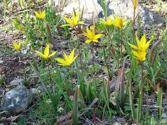 Oda, 1 Yatak Odası, Mikrodalga