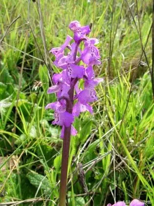 Oda, 1 Yatak Odası, Mikrodalga