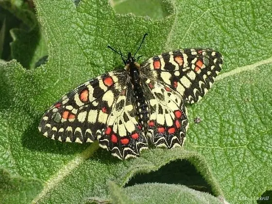 Oda, 1 Yatak Odası, Mikrodalga