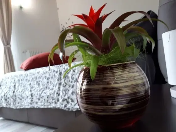 Exclusive Apart Daire