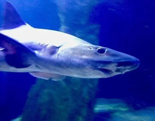 Apart Daire, 2 Yatak Odası, Teras