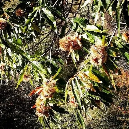 Ev, 2 Yatak Odası, Veranda