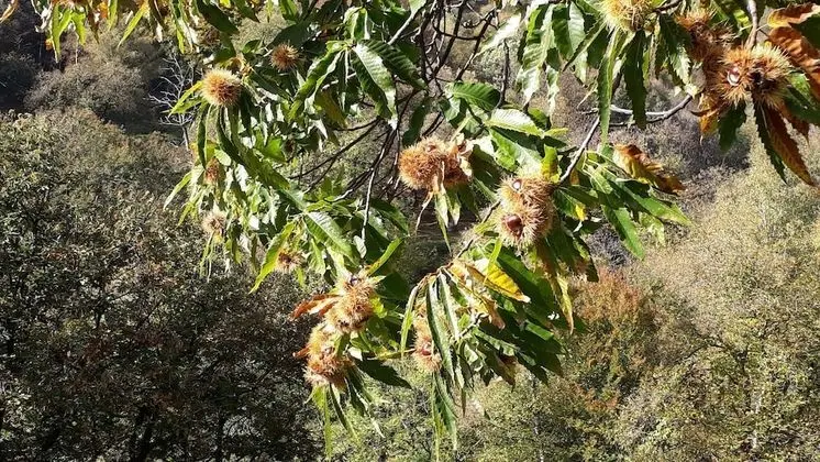 Ev, 2 Yatak Odası, Veranda