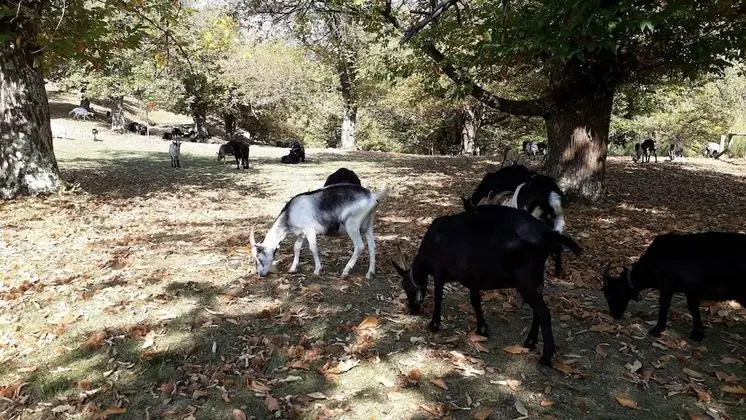 Ev, 2 Yatak Odası, Veranda