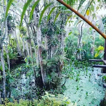 Bangalo Orquidea