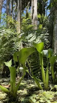 Bangalo Orquidea
