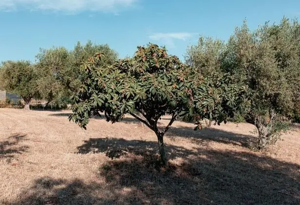 Villa, Engellilere Uygun