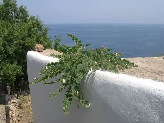 Villa, 1 Yatak Odası, Teras