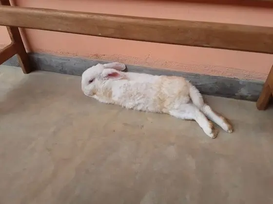 Classic Üç Kişilik Oda, 1 Yatak Odası