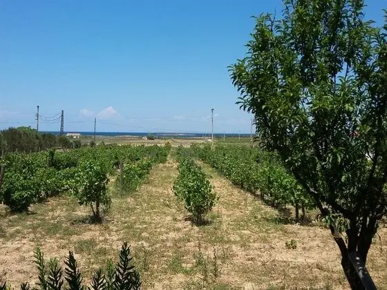 Bağ Evi