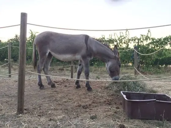 Apart Daire, 2 Yatak Odası, Sigara İçilebilir, Veranda