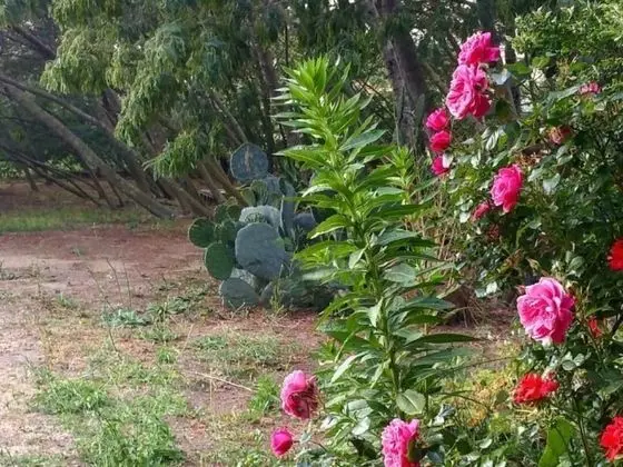 Comfort Stüdyo, Banyolu/Duşlu, Bahçe Manzaralı (8)