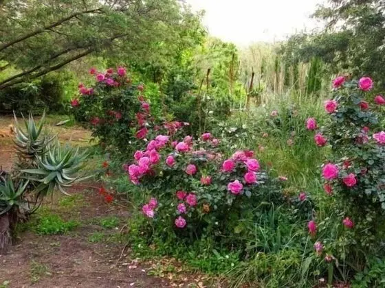 Ev, Banyolu/Duşlu, Bahçe Manzaralı