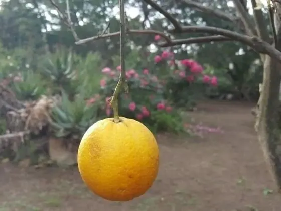Ev, Banyolu/Duşlu, Bahçe Manzaralı