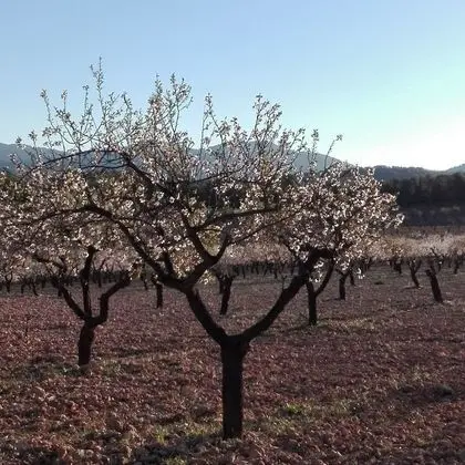 Deluxe Süit, 2 Tek Kişilik Yatak