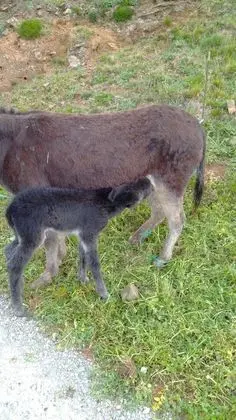 Kır Evi, Engellilere Uygun, Özel Banyo