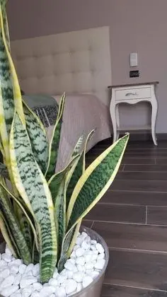 Tek Büyük veya İki Ayrı Yataklı Oda (Pargolea)