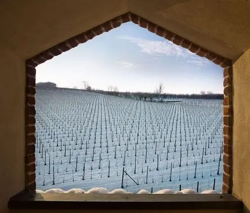 Junior Süit, Üzüm Asması Manzaralı