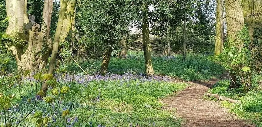 Superior Oda, 1 En Büyük (King) Boy Yatak