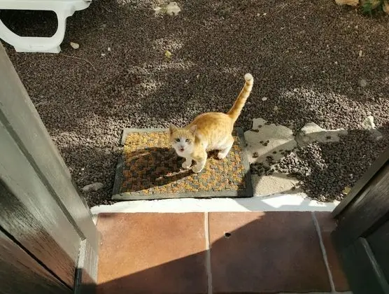Tek Büyük Yataklı Oda, Ortak Banyo, Bahçeli (Carpe Diem)
