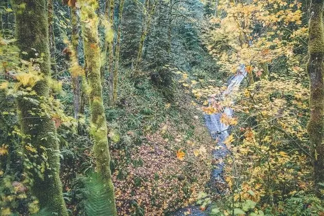 Kulübe, Birden Çok Yatak (Cedar Creek Hideaway)
