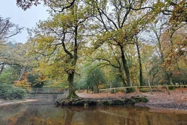 Stüdyo, Birden Çok Yatak
