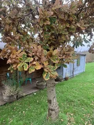Kulübe (upcycled static caravan)