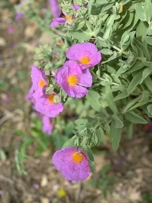 Deluxe Tek Büyük Yataklı Oda, Özel Banyo, Bahçe Manzaralı