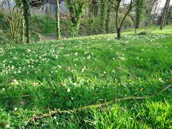 Classic Üç Kişilik Oda, Birden Çok Yatak (Glycine)