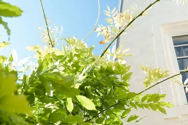 Classic Tek Büyük veya İki Ayrı Yataklı Oda (Bleue)