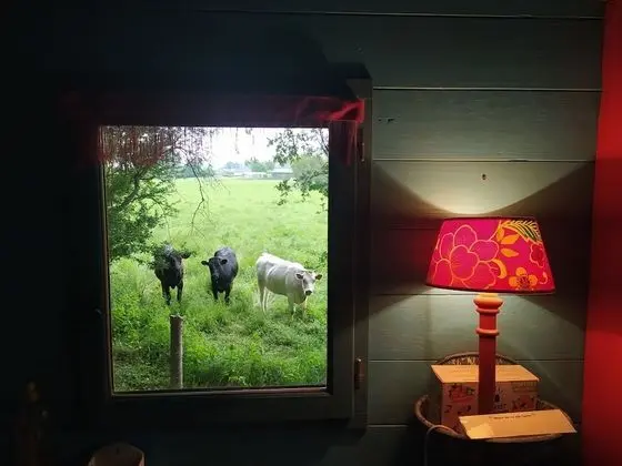 Comfort Kulübe, Sigara İçilmez, Bahçe Manzaralı